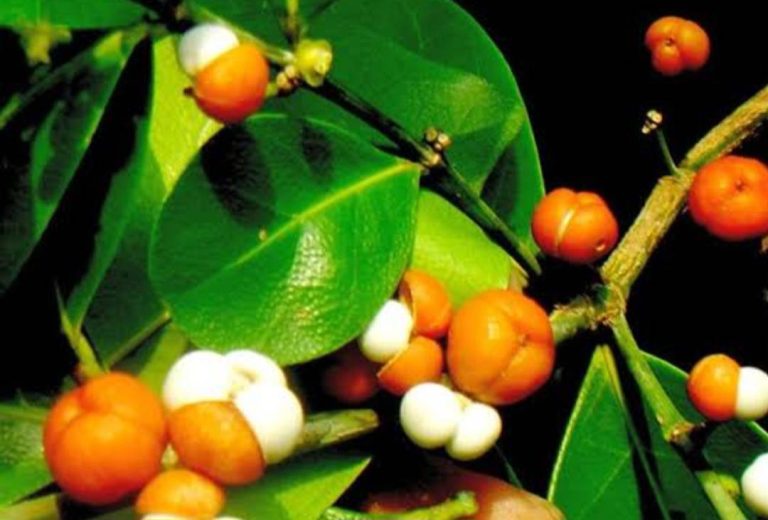 ขันทองพยาบาท