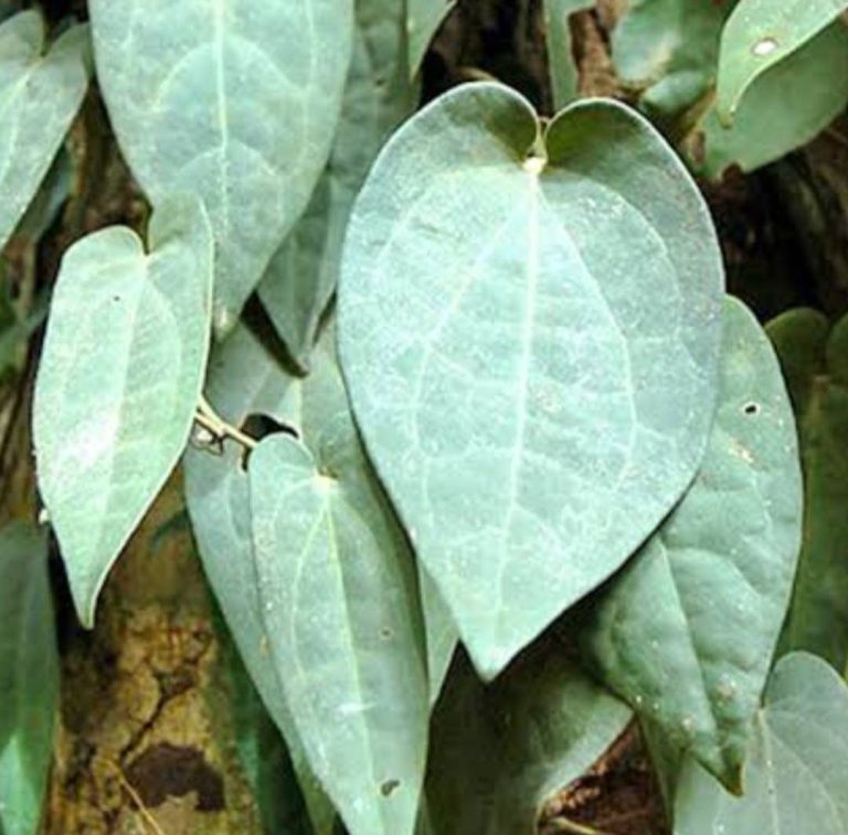 เถาสะค้าน