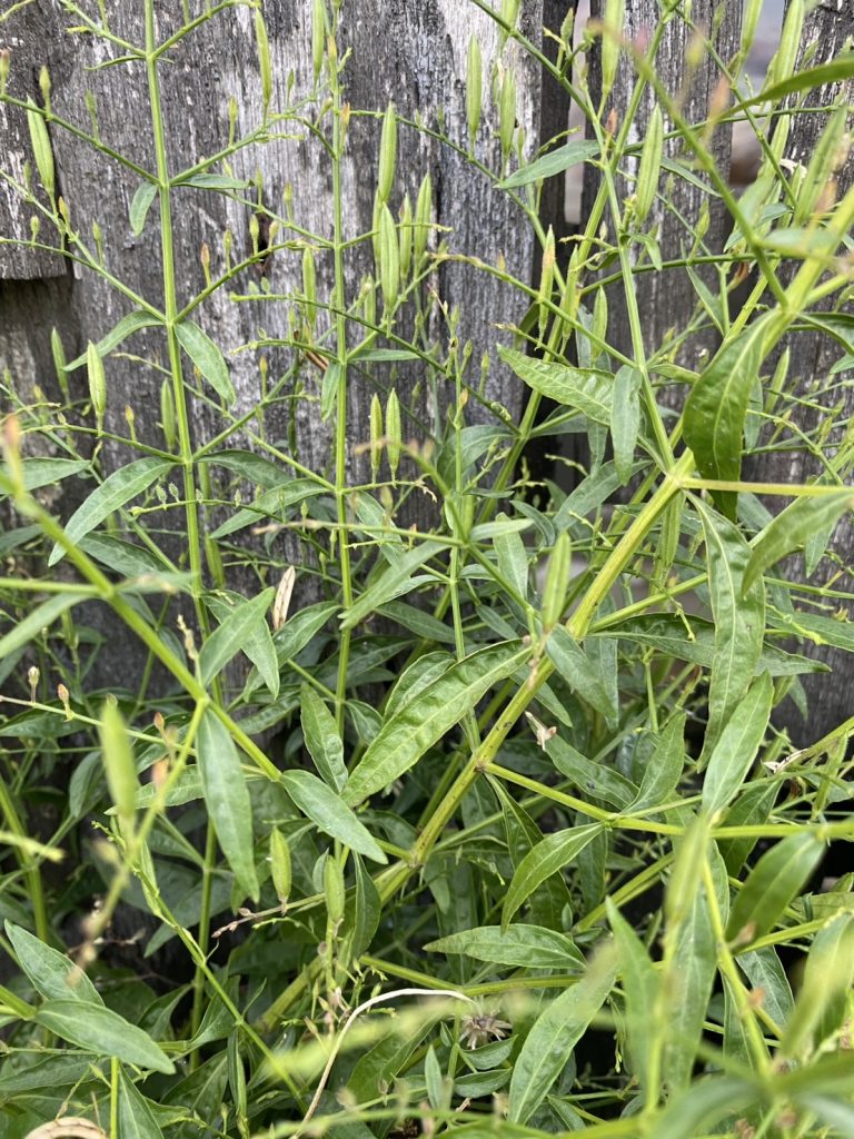 ฟ้าทลายโจร