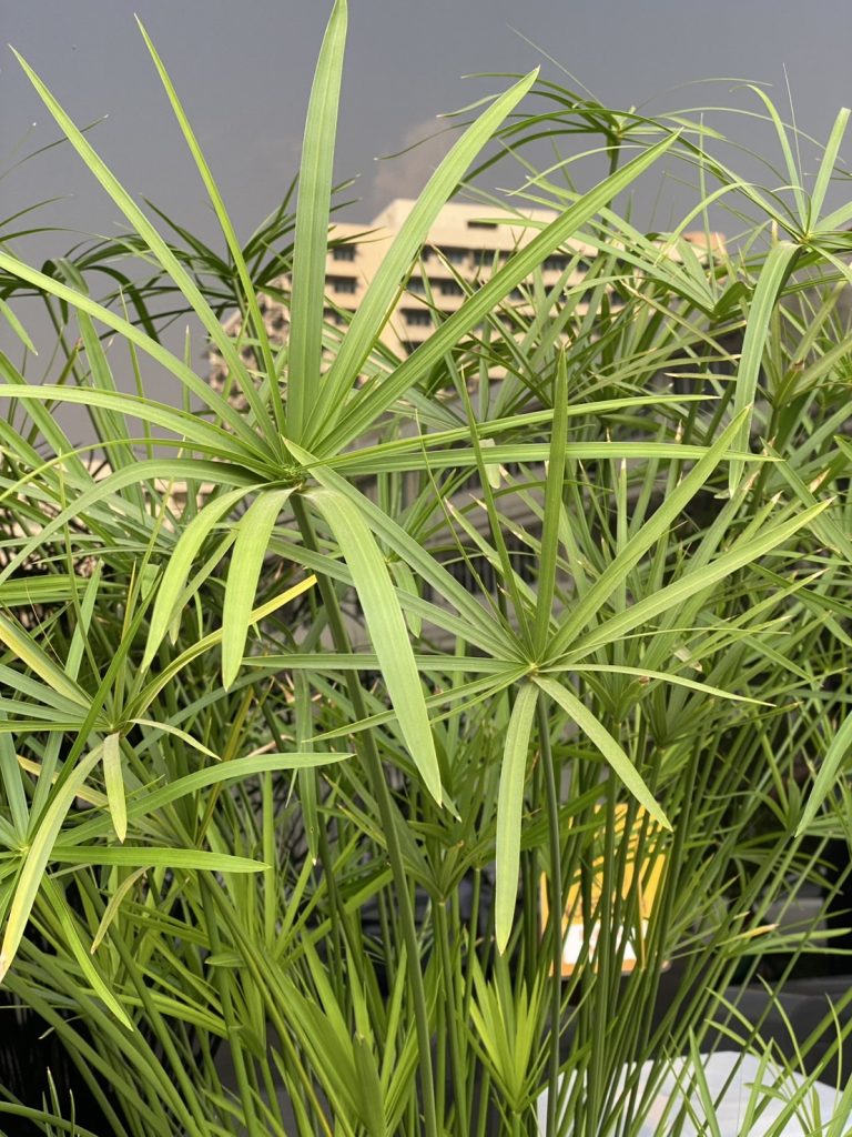 กกลังกา (กกขนาก)