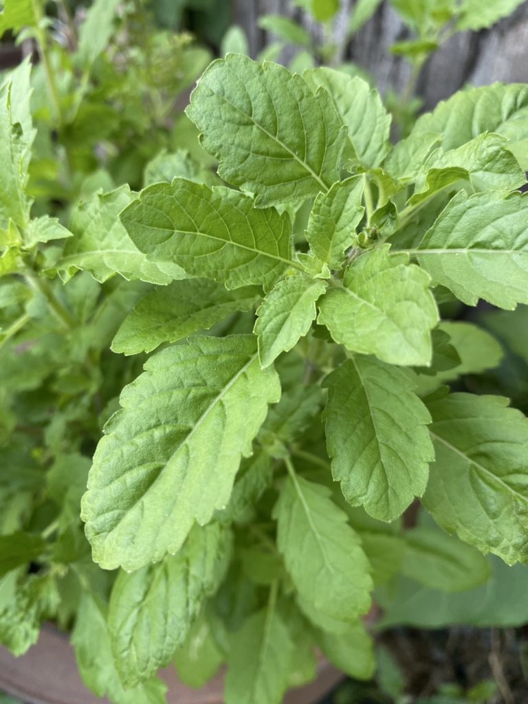 กระเพราทั้ง 2 ( ขาว -แดง)