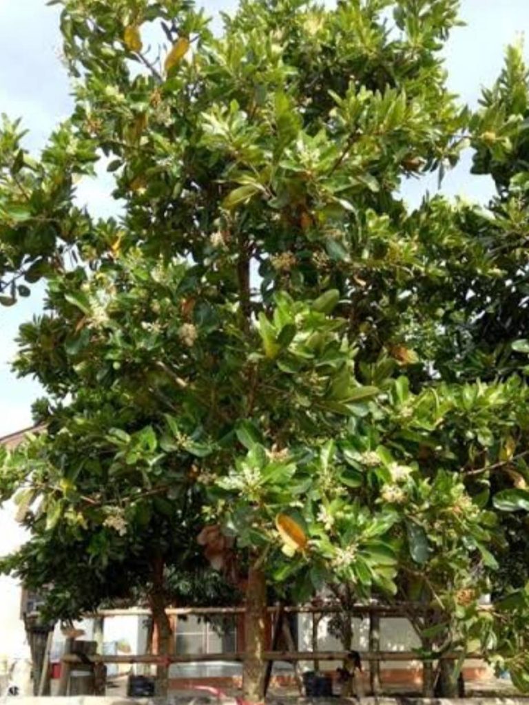 กระทิง(สารภีทะเล)