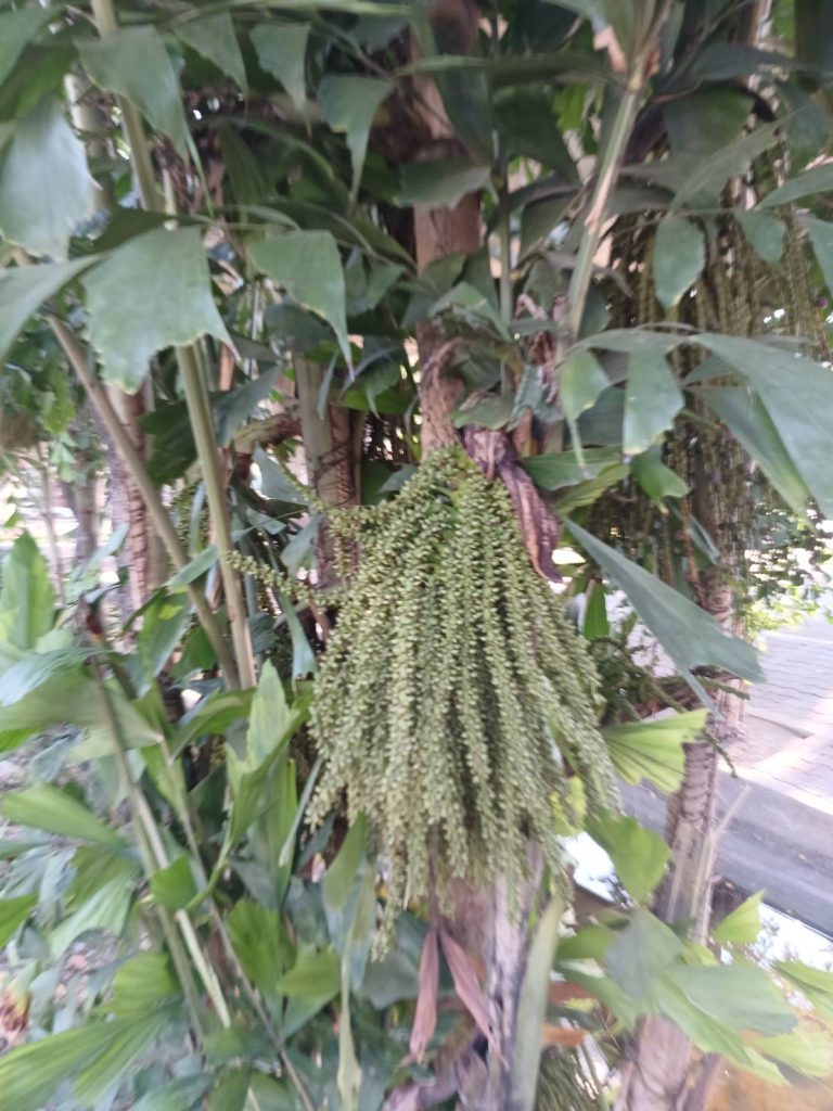 เต่าร้าง (เต่ารั้ง)