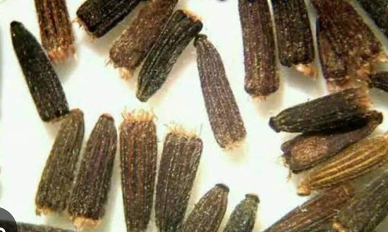 เทียนลวด