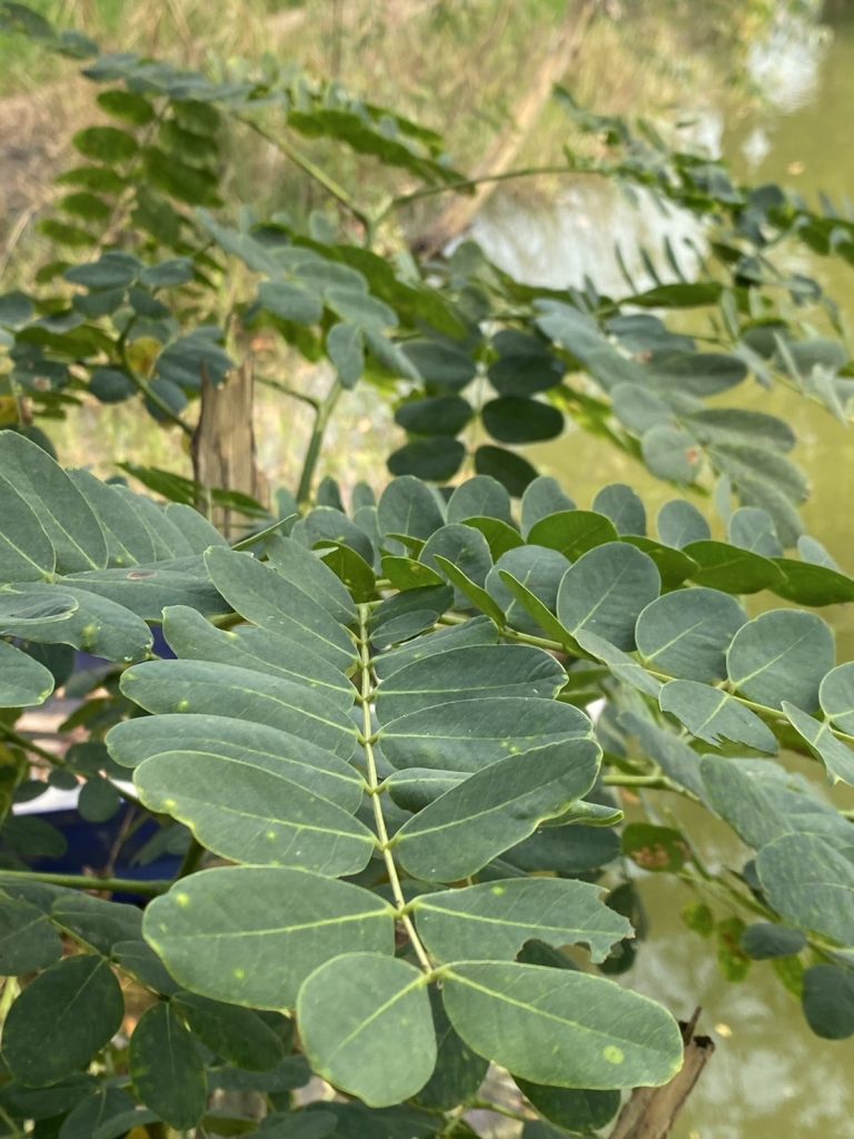 ทิ้งถ่อน (พญาฉัททัน, พญาช้างเผือก)