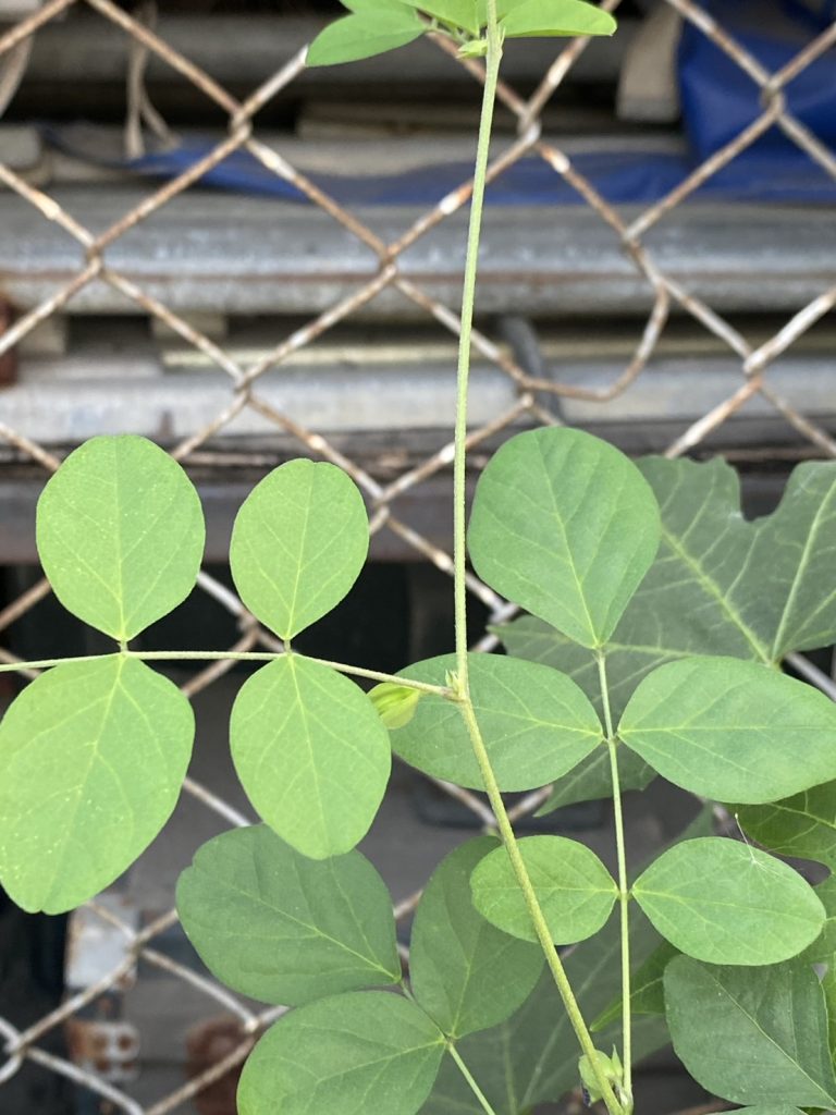 อัญชันบ้าน