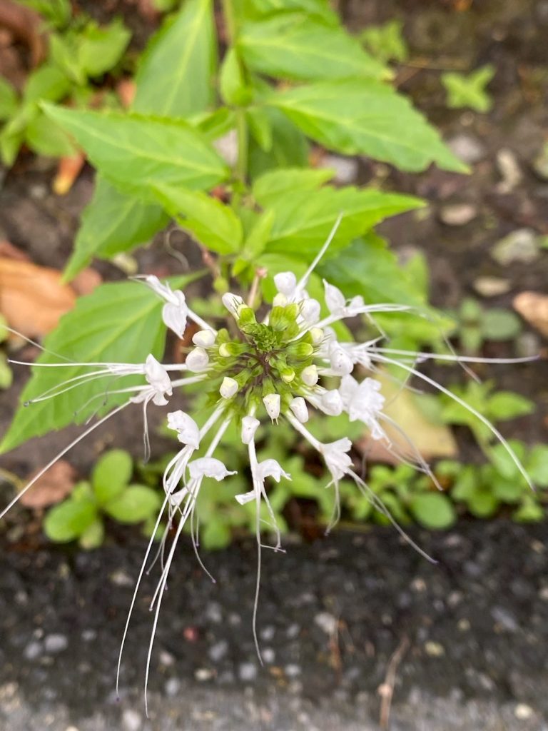 หญ้าหนวดแมว(พยับเมฆ)