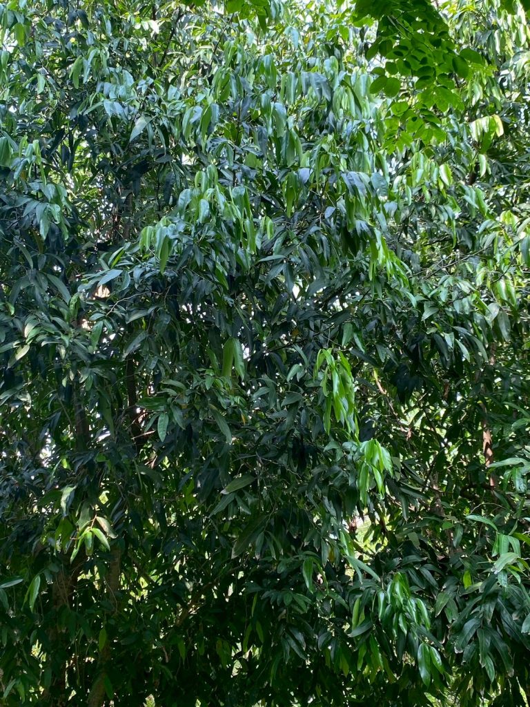 กระเบา (กระเบาน้ำ)