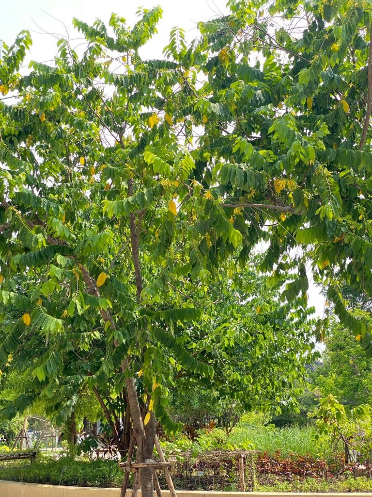 กระดังงาไทย