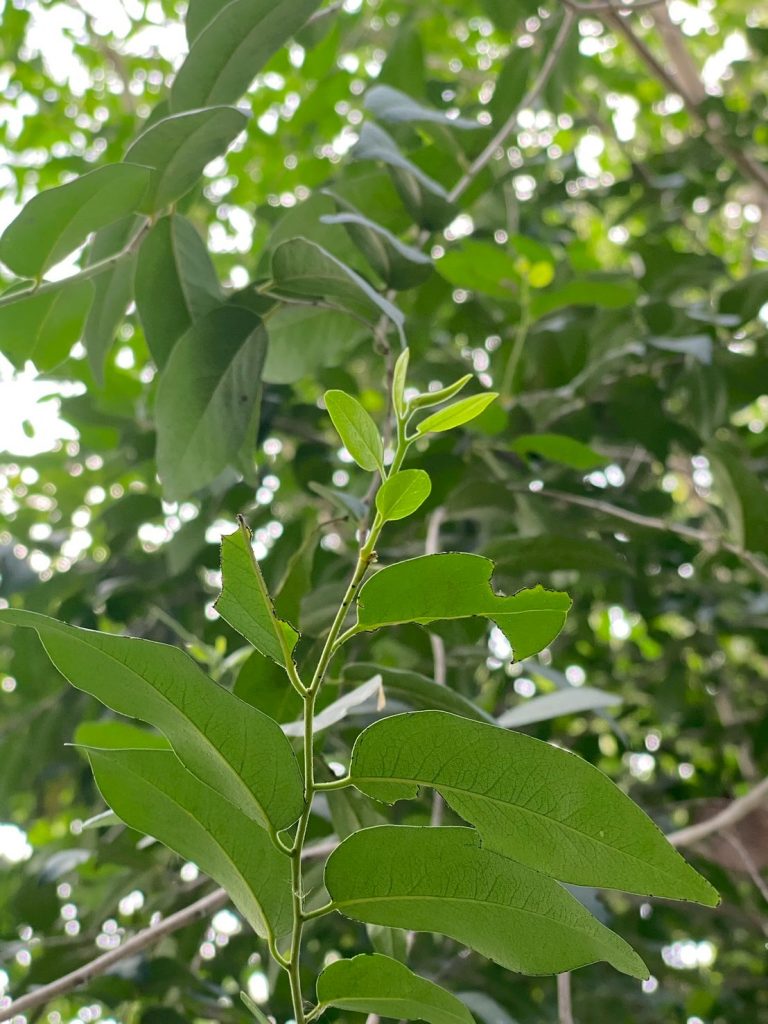 มะเกลือ