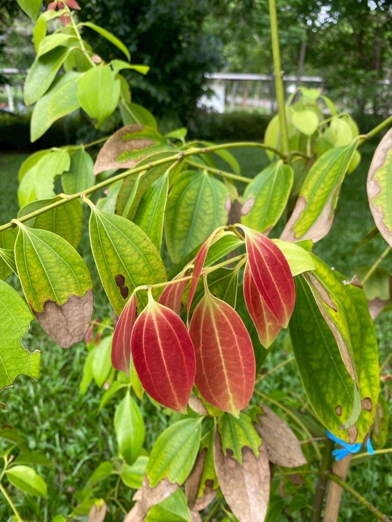 อบเชยต้น