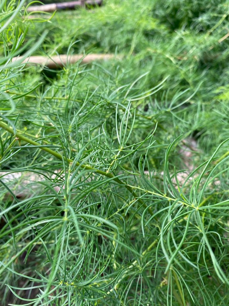 สามสิบ (รากสามสิบ)