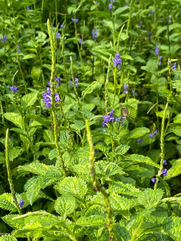 หญ้าพันงูเขียว